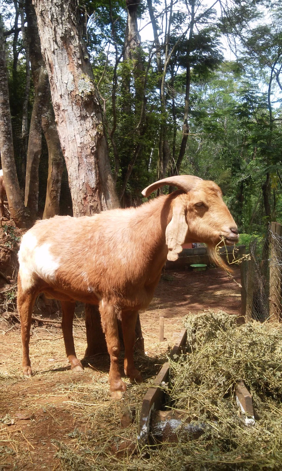 Ravi