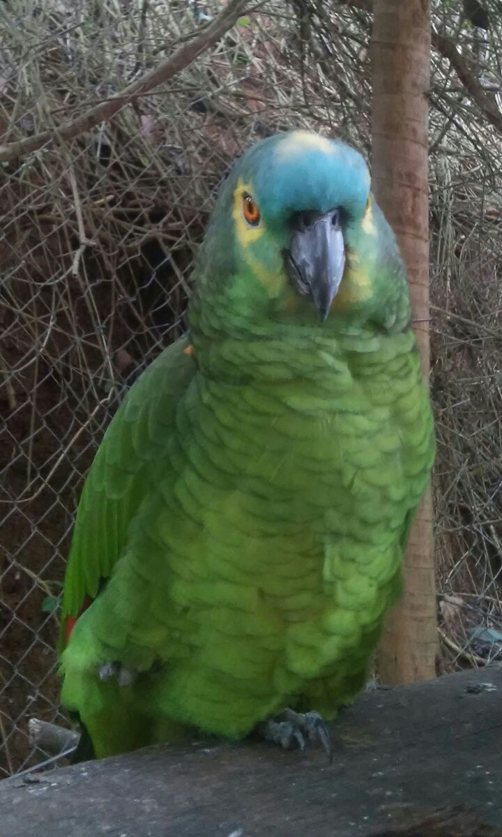 Timóteo