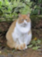 Belinha