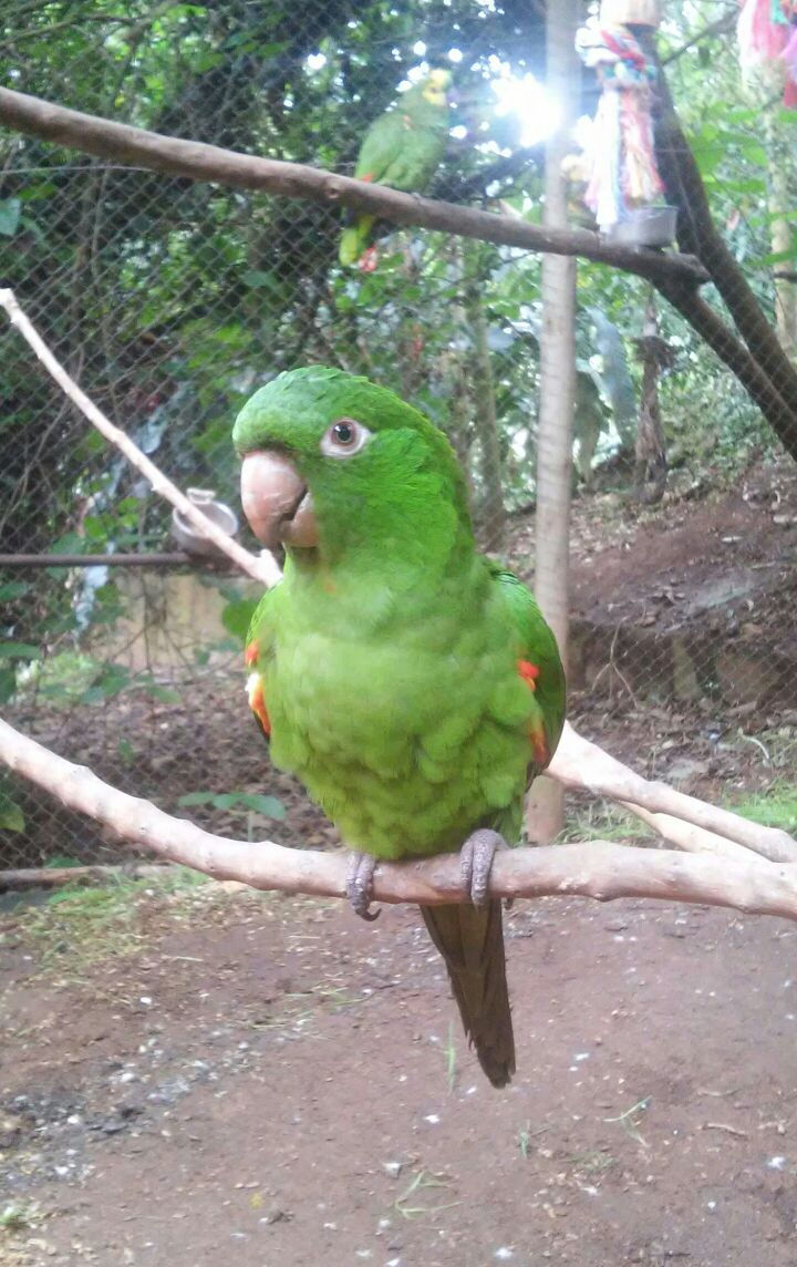 Cidélia