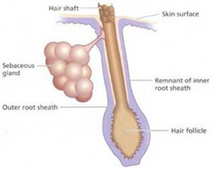 pilose