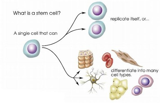 Stem Cell actions