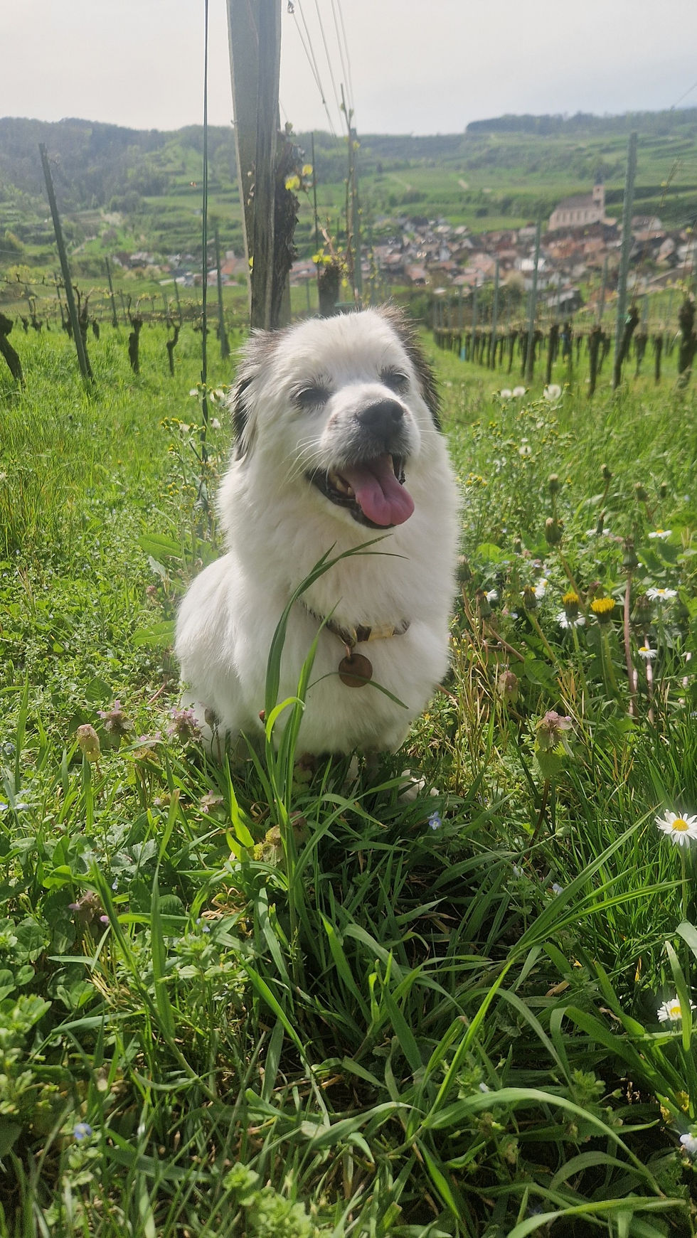Lilly Unterwegs