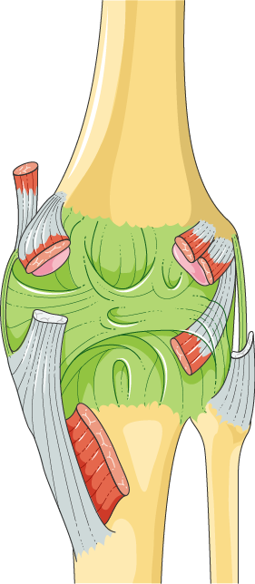 https://smart.servier.com/smart_image/knee-posterior-view/