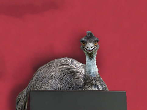 Emus Warn Of Second Emu War If Nation Continues To Undermine Emu Populations