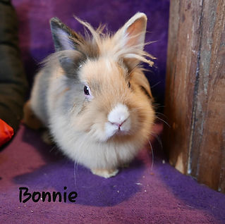 bonnie lapine.jpg