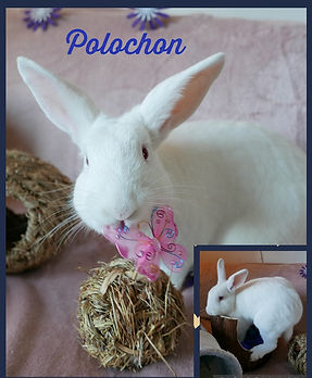 polochon.jpg