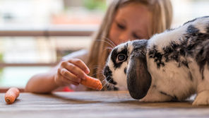 Lapin offert à Noël : pourquoi c’est une mauvaise idée