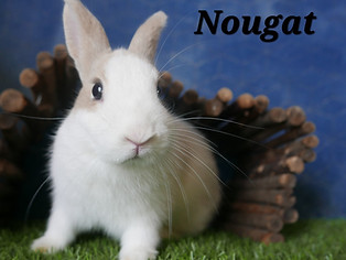nougat.jpg