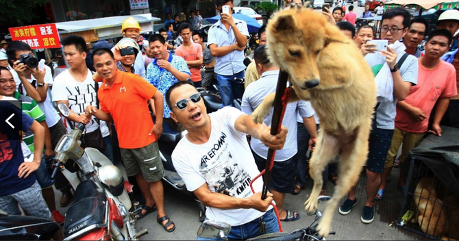 Dez mil cachorros são abatidos em festival culinário