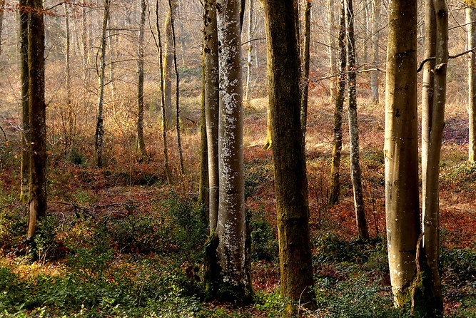 foret-3.jpg