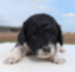 Thumbnail: Sasha - medium labradoodle