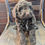 Thumbnail: Zeus - mini labradoodle