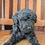 Thumbnail: Milo - mini labradoodle