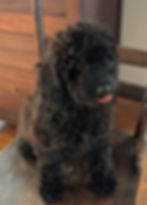 Thumbnail: Lily - mini labradoodle