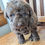 Thumbnail: Max - mini labradoodle