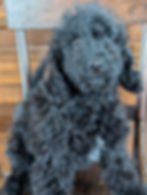 Thumbnail: Ruby - mini labradoodle