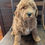 Thumbnail: Rosie - medium labradoodle