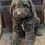 Thumbnail: Zeus - mini labradoodle