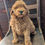 Thumbnail: Duke - medium labradoodle