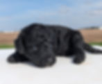 Thumbnail: Murphy - medium labradoodle
