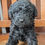 Thumbnail: Milo - mini labradoodle