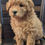 Thumbnail: Molly - medium labradoodle