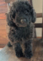 Thumbnail: Lily - mini labradoodle