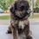 Thumbnail: Lucy - standard labradoodle