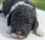 Thumbnail: Simba - medium labradoodle