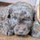 Thumbnail: Cookie