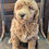 Thumbnail: Rosie - medium labradoodle
