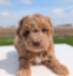 Thumbnail: Penny - mini labradoodle