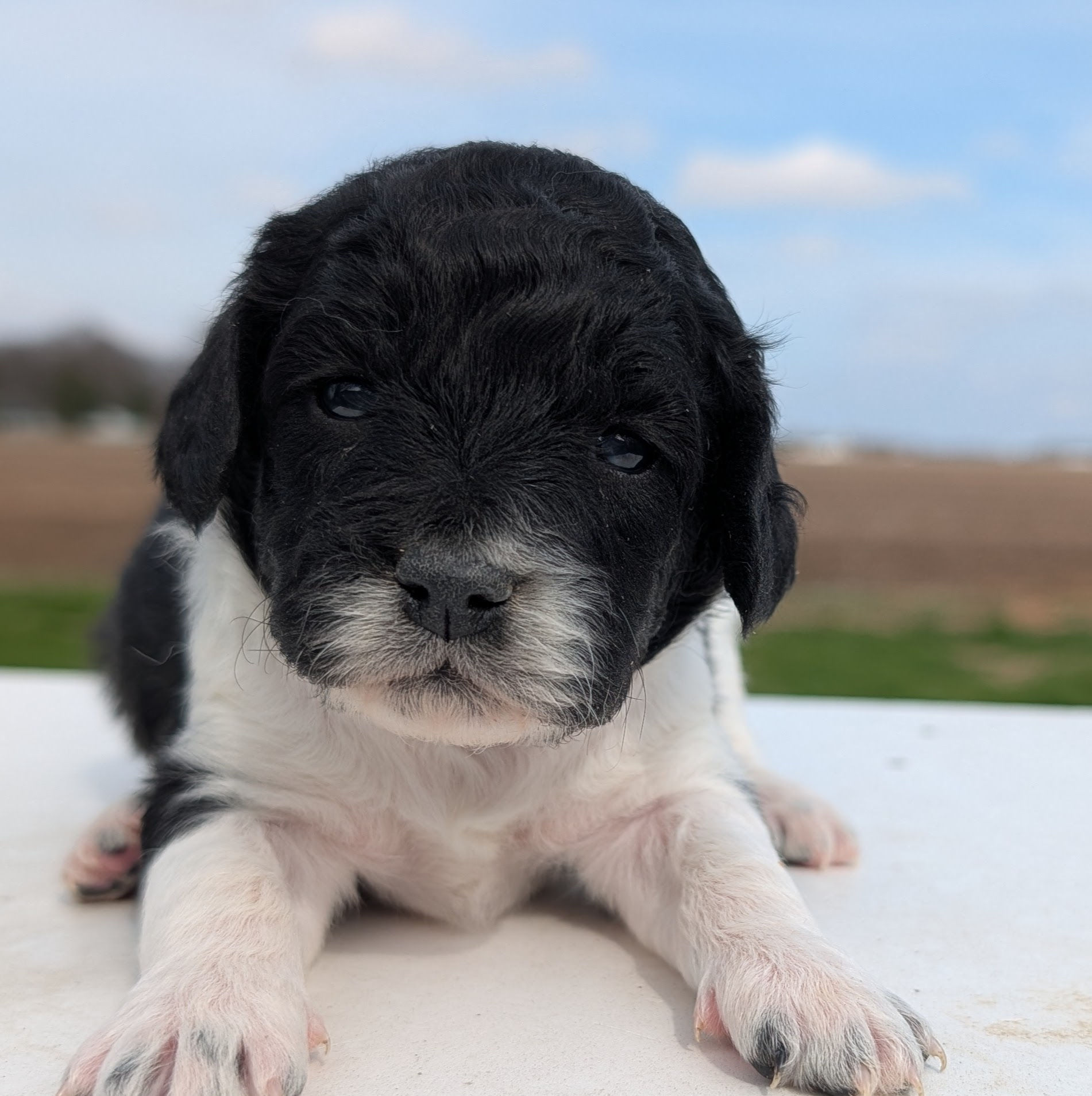 Sasha - medium labradoodle