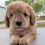 Thumbnail: Sadie - standard labradoodle