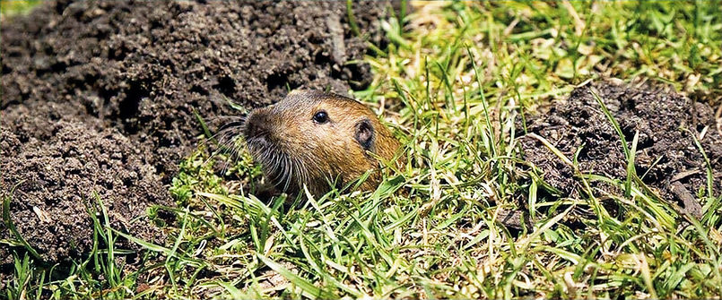 gopher_edited.jpg