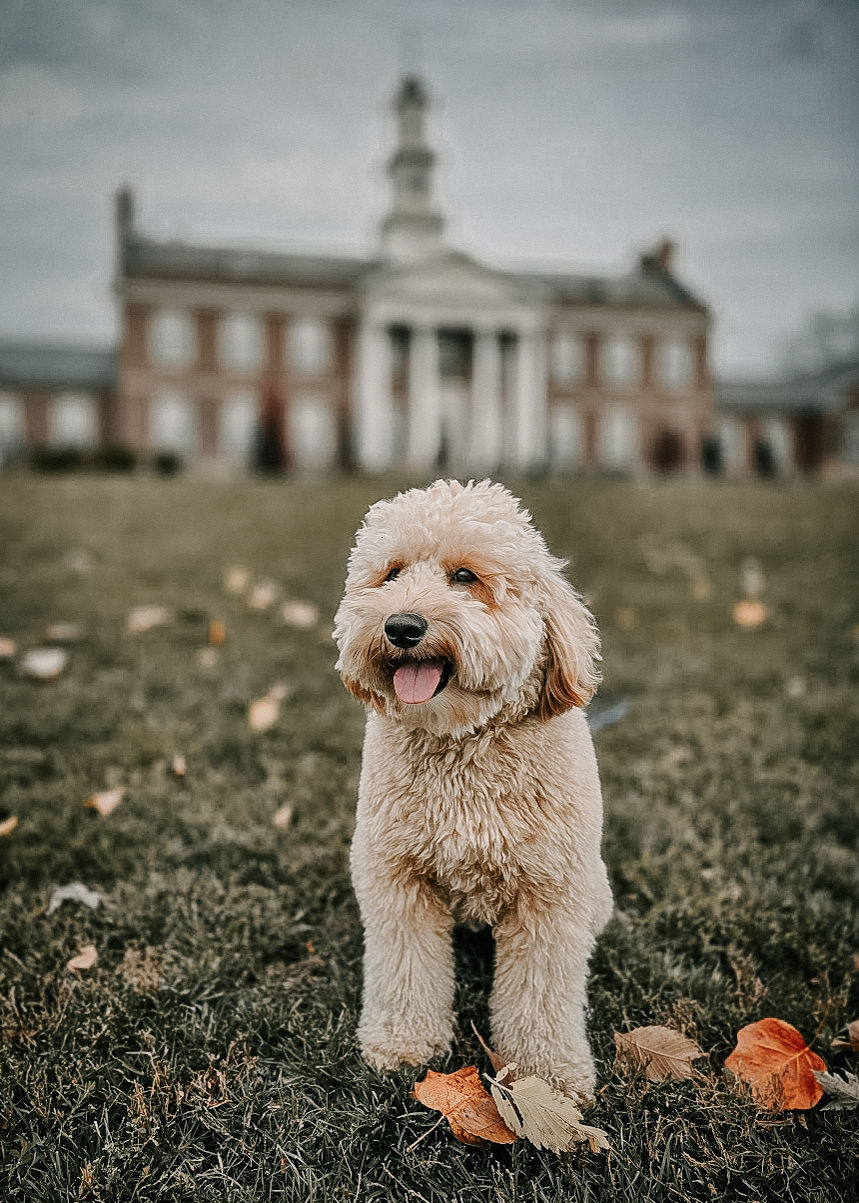 Pippin - Wheaton.jpg