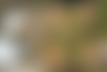 1/13/24 Greenfield's Athletic fields