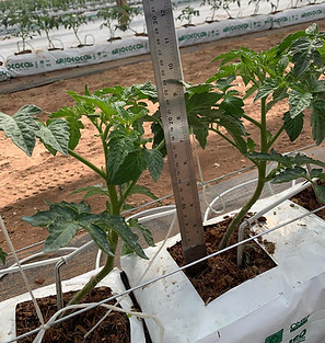 Imagen de WhatsApp del 2 de febrero de 2025 a las 18.46.21 - Copy.jpeg