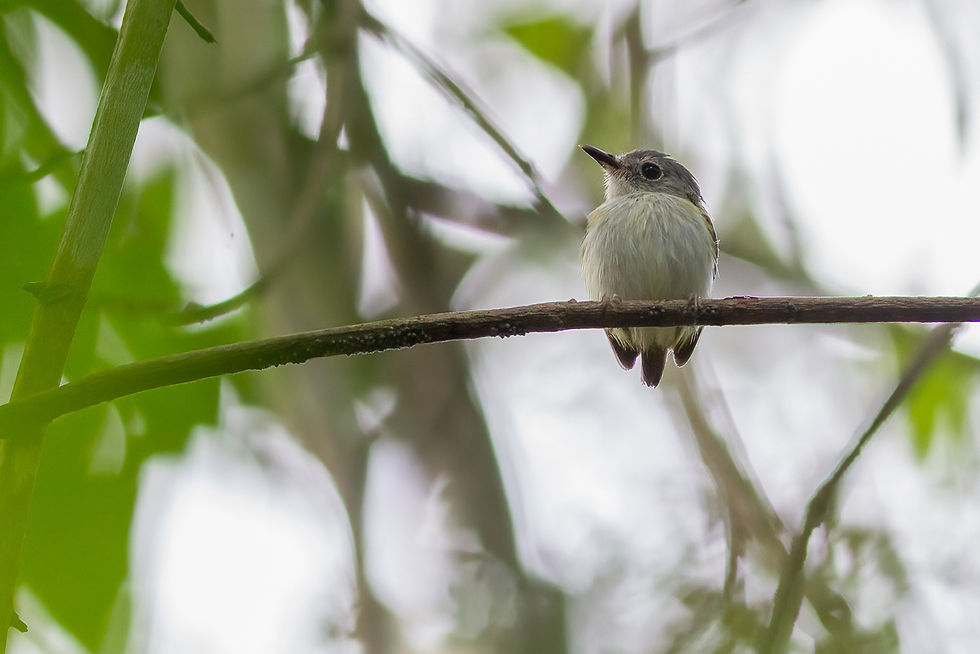 caçula, Short-tailed Pygmy-Tyrant