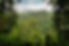 panorama jungle_edited.jpg