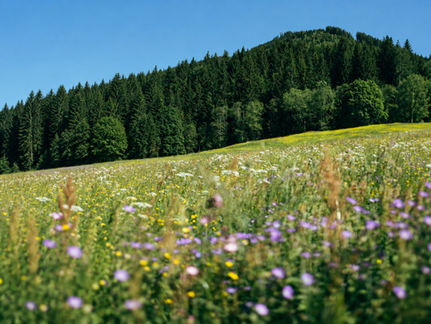 Prato di fiori di campo con fioriture viola, gialle e bianche, davanti a una collina scura ricoperta di pini sotto un cielo azzurro e limpido.