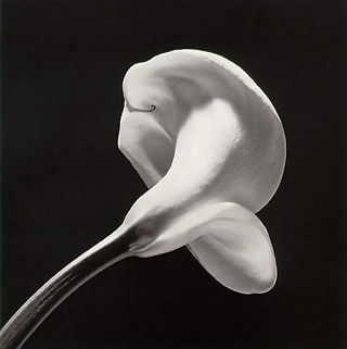 Ricordo solo che intorno a noi era pieno di gigli bianchi. Non davano l'idea di essere fiori ma riverberi del sole, avanzi di luce.