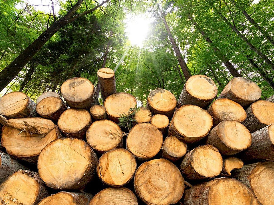 una volta la gente credeva nei segni, anche in quelli atmosferici. Lo facevo anche io da carpentiere. Il legno verde, appena tagliato, si inarca, si piega a coppa, oppure si deforma, dipende tutto da com'è la luna. Costruisci una casa in base alla luna, e le travi del tetto asseconderanno la forma della terra.