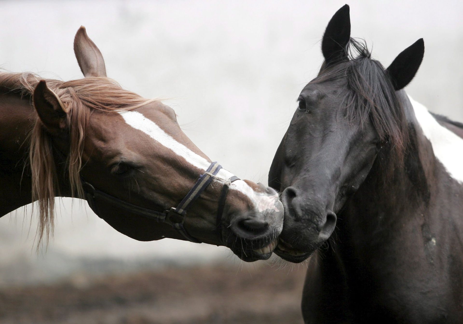 La signora allungò la mano e la poggiò sulla mia, e la sua era liscissima, più liscia del muso di un cavallo, che è morbido morbido. Mi tenne la mano come si tiene una rana quando le stai per tagliarle le zampe e mangiarle. Io cercai di non muovere le dita, perché se si muovevano magari le venivano chissà quali strane idee.