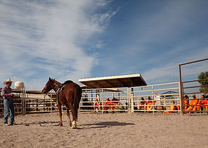 Mustangs of America Training Programs