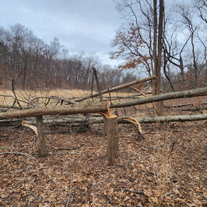 Timber Stand Improvement (TSI)