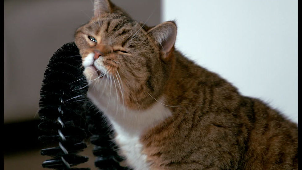 Miniature : GRIFFOIR ET GRATTOIR 2 EN 1