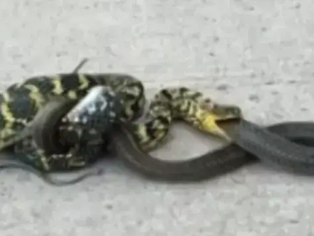 האם נחשים אוכלים נחשים? הקניבליזם בעולם הזוחלים ומקומו בטבע הישראלי