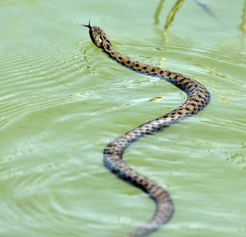 נחש_מים_משובץ